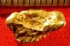 Alaskan Gold Nugget - Long and Gorgeous