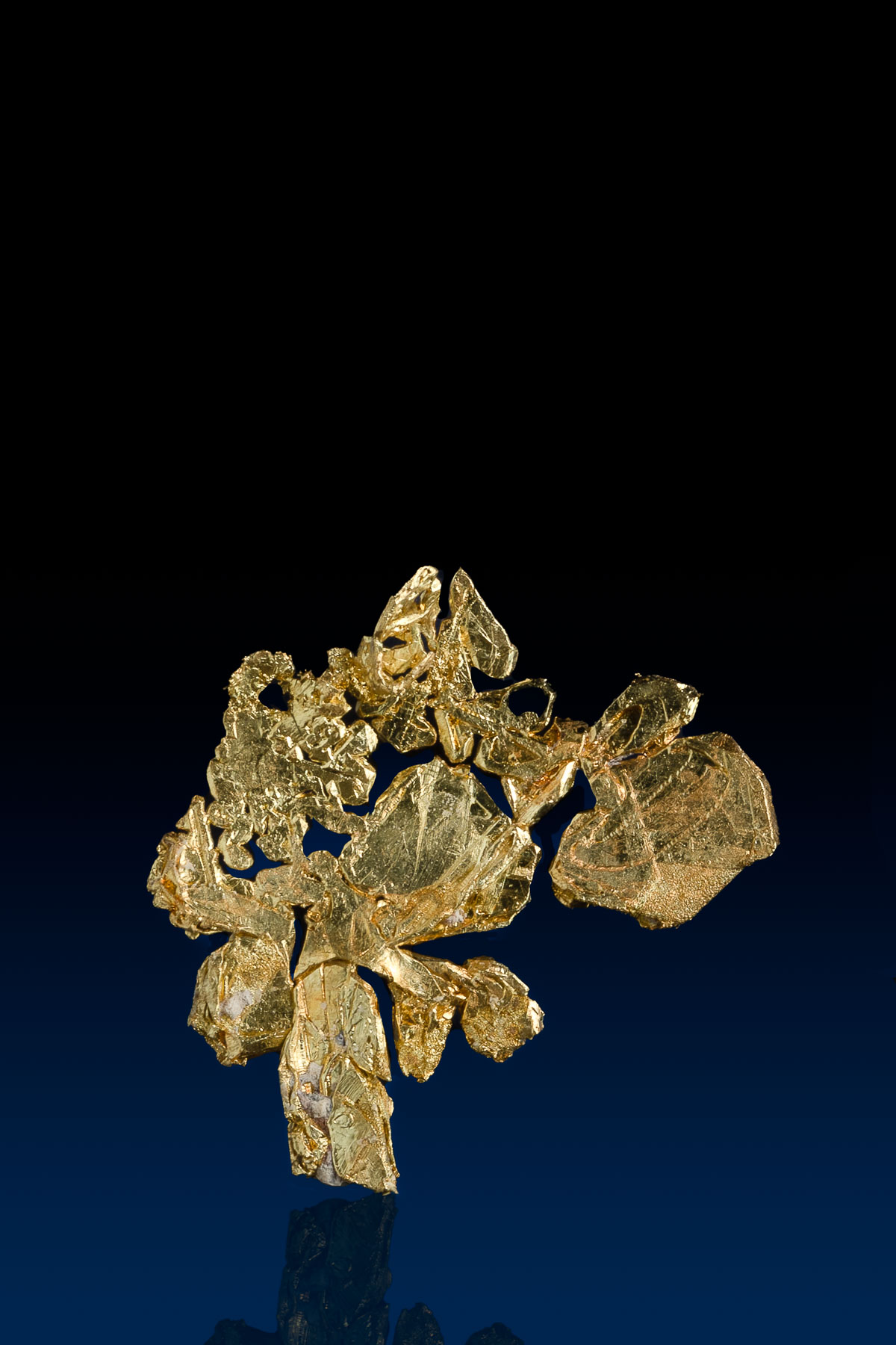 Fascinating Brilliant Natural Gold Crystal Specimen - CO